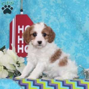 Peace, Cavapoo Puppy